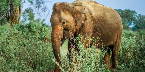 elephant-7112151_1280